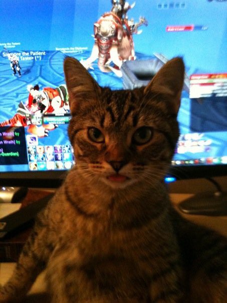 momocakeez's tweet photo. Chopper was watching me play #WoW since 2010 and bothering me with his cuteness #cat #choppercat https://t.co/pwqv22Ubji