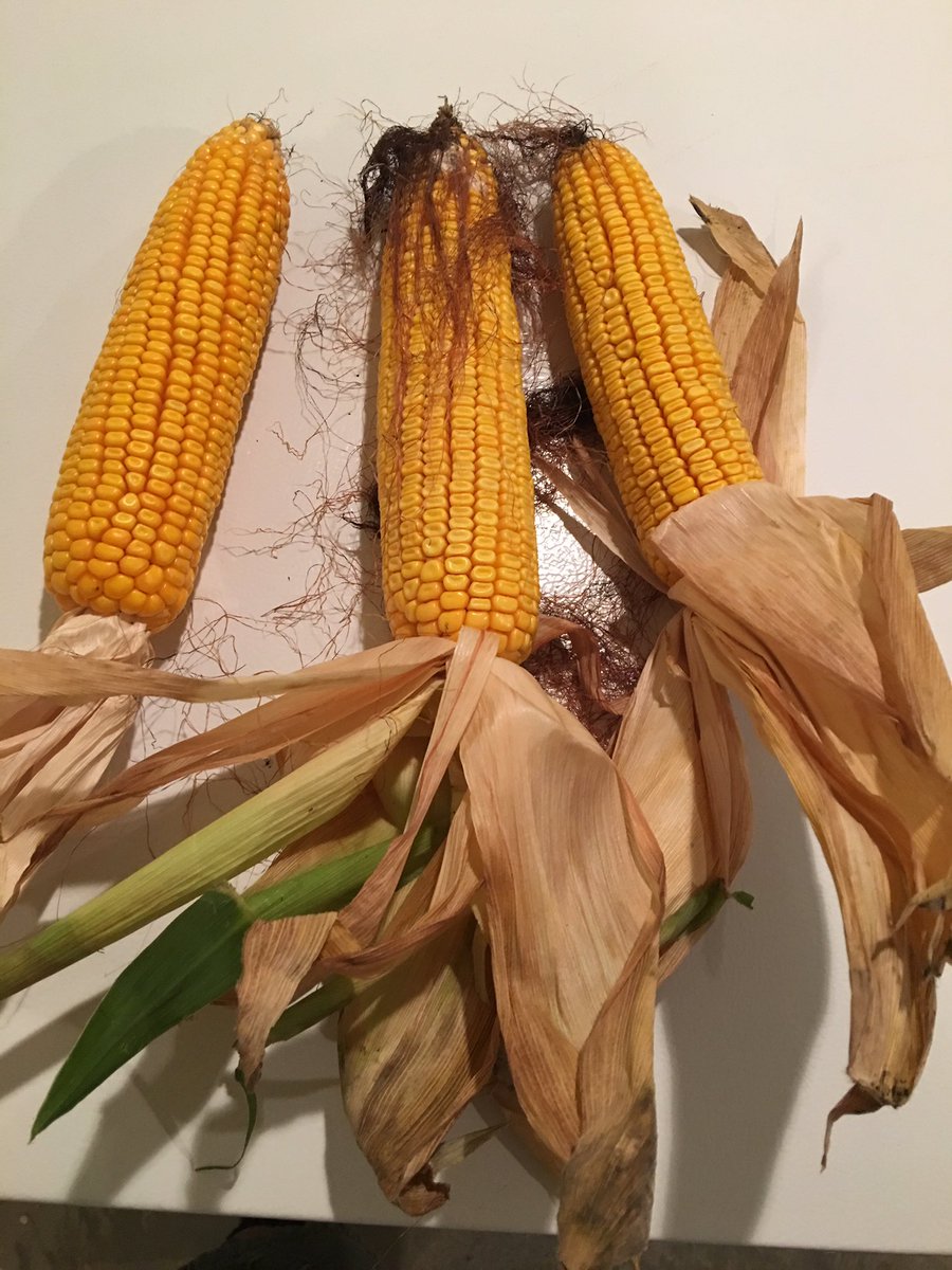 Sheriff_L_L's tweet photo. @PioneerSeeds #P0157 AMXT. I’ll plant this one again. Solid stalk to boot. https://t.co/ZVd6M7aub5