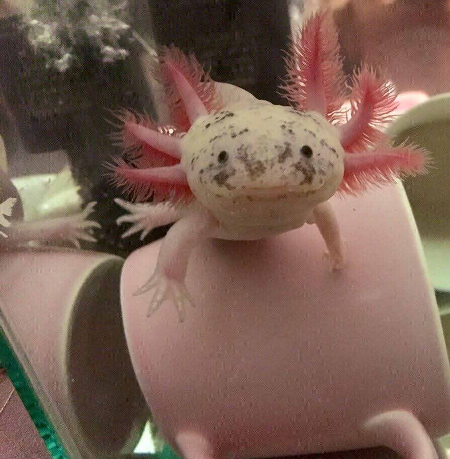 Kinoko20181225's tweet photo. 🍄きのことピンクマグ
ちっちゃい🍄きのこ
少し大きい🍄きのこ
#ウーパールーパー #きのこ #Kinoko #癒し系 #Axolotl #六角恐龍 #ちっちゃいきのこ #少し大きいきのこ #ピンクマグ #PinkMug https://t.co/n4VlA9dV4F