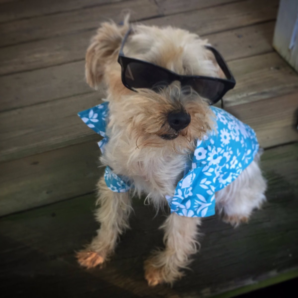 JohnRobicsHair's tweet image. Had to say goodbye to our Snoopy today

Rest In Peace old buddy

Smartest dog I've ever met

😢