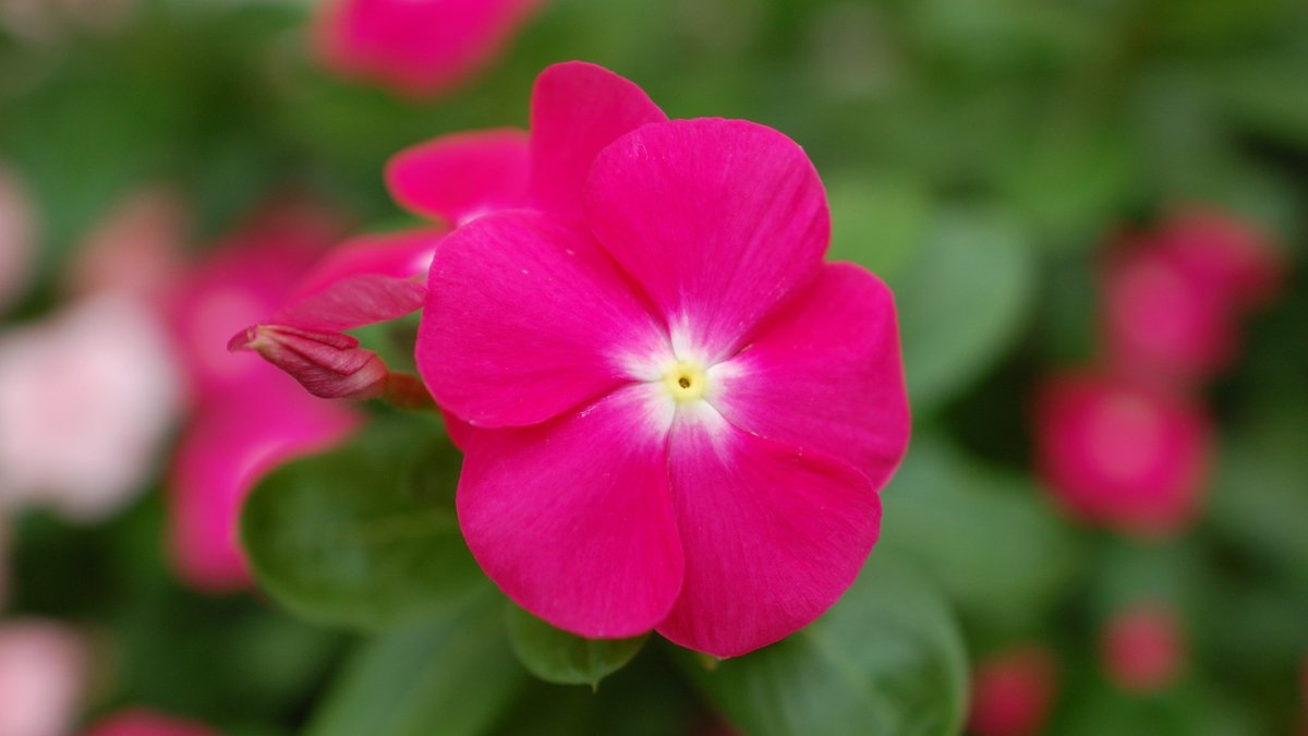 Yukkuri ニチニチソウのマゼンタ色が鮮やかで綺麗です はな 花 Flower Flowers Flowerstagram 花が好き 花が好きな人と繋がりたい ニチニチソウ にちにちそう 日日草 Madagascarperiwinkle T Co Lpvm3nmiqq