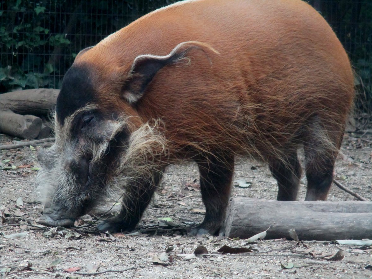 池ぽん W Twitterren 世界一美しいイノシシと言われるアカカワイノシシ 多摩動物公園で見慣れた日本のイノシシ と全然違いますね 可愛いのに美しい そして強そう しきりに食べ物探ししてました ズーラシア