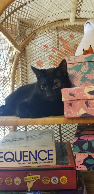The roundest, biggest cat eyes https://t.co/sGVUYm1P2X<a href="/tag/desires"class="tags"><span>#desires</span></a>