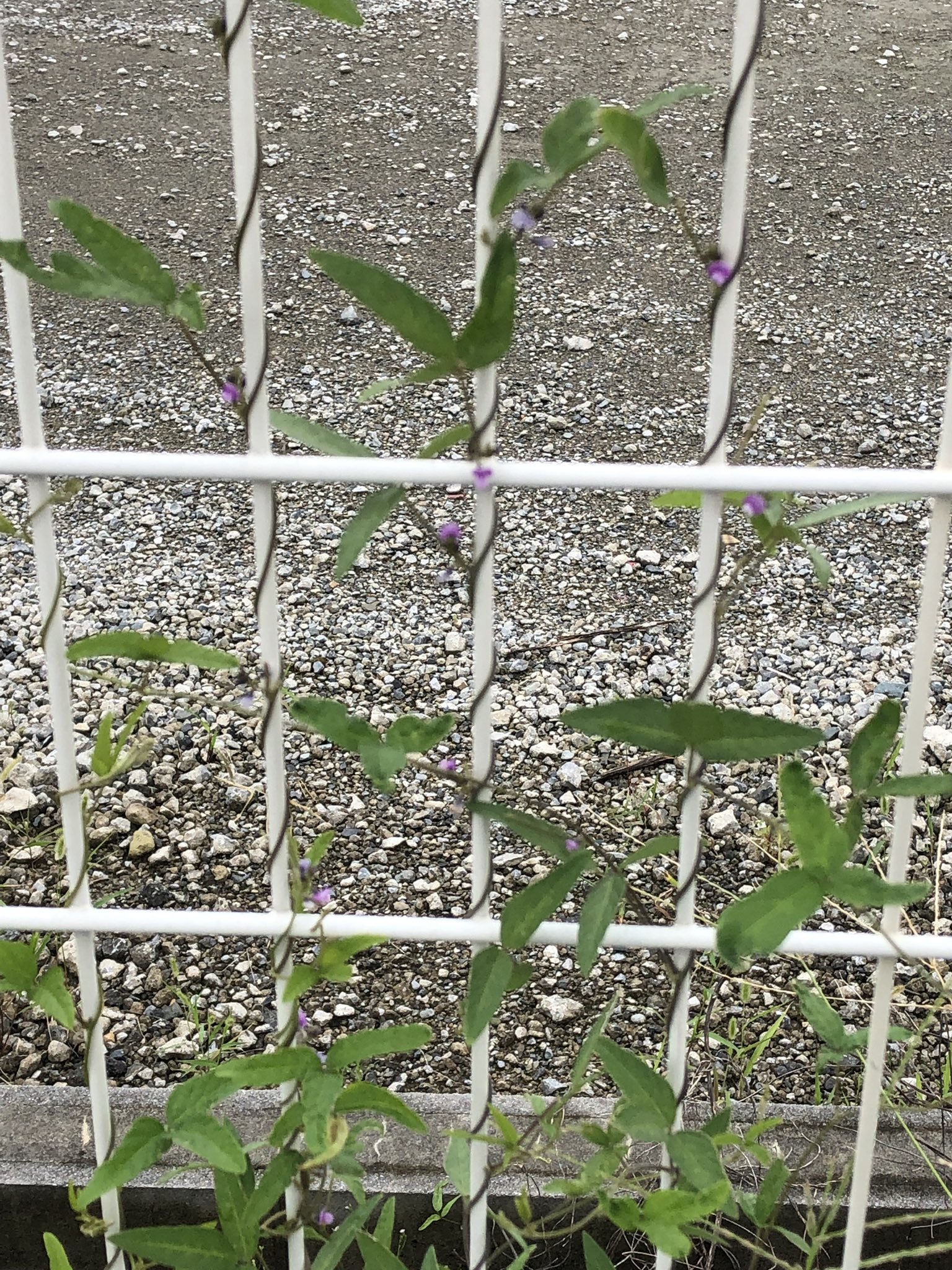 ট ইট র 名香智子 何だろうね これ 萩の花みたいな 蔓性で三つ葉 わかりません おねがいします なんの花ですか T Co Bhzs7vimqx ট ইট র