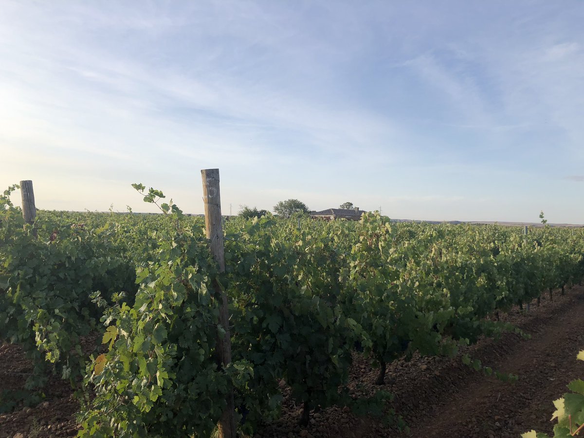 BodegasBelote's tweet photo. Suelos pedregosos, clima continental, Prieto Picudo... ¡esto es Tierra de Campos! #vendimia2019 #prietopicudo https://t.co/gMRy9a0ryF