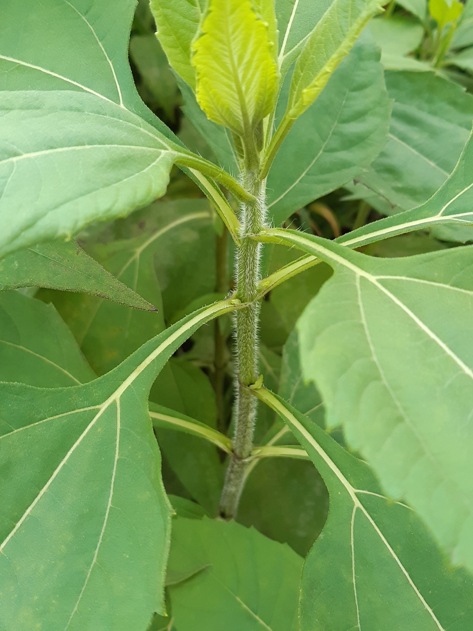 怒号男 草 川の近く そこかしこに生えている大きな草です 全体像 葉の表 茎と葉の生え方 葉の裏 これだけ撮れば流石に知っている人が教えてくれると信じています オラ草が知りてぇ T Co Gbei0pfnwh Twitter