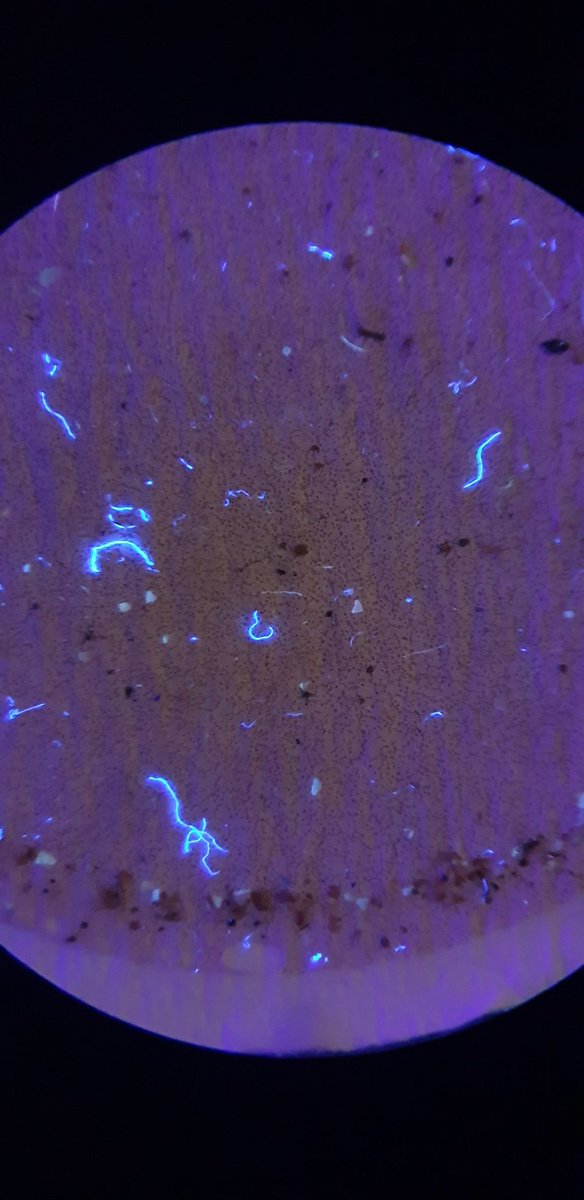 RivScience's tweet photo. Microplastics under a UV lamp (dyed with nile red) https://t.co/8PeC9Zp7I9