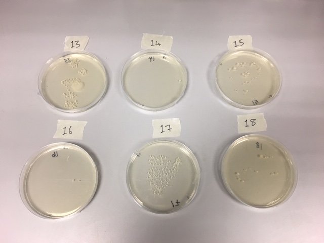 Did you attend the #uoyopenday on Saturday and see what bacteria was growing on your hands? Here are the results! 🦠🔬🧫 #biologyatyork #microbiology 
We'll be sharing the results of Sunday's very soon...
