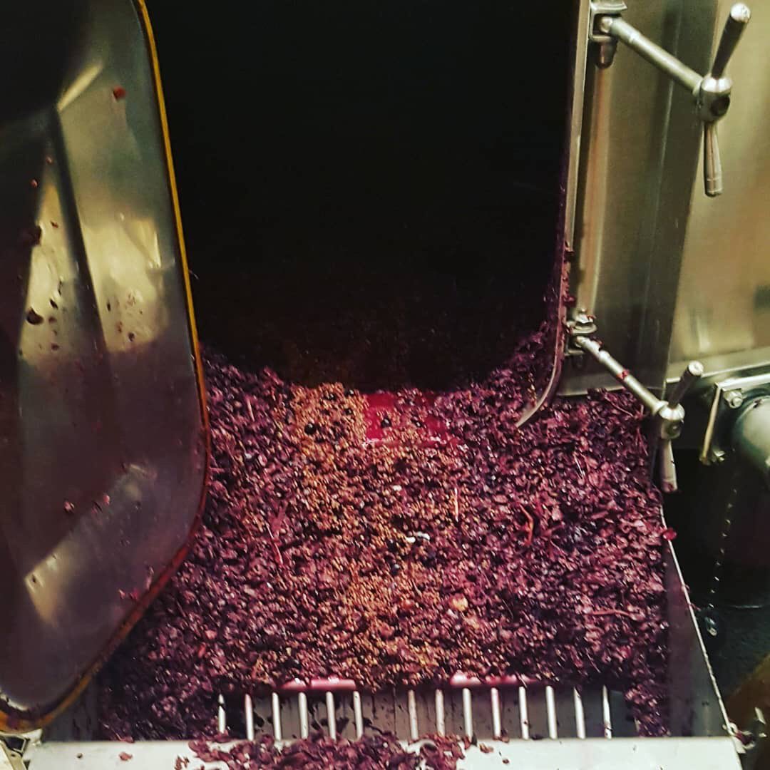 Premier décuvage de l’année! #coteaux du #pontdugard #vendanges2019