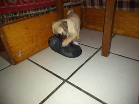 FreeVader's tweet photo. Robo de juguete masticable en tres actos:

1er acto.- Mío. Mi juguete. Es mío

2o acto.- Oh, ¿y tú qué? Bueno, te lo presto

3er acto.- Ahora es mío, viejito. Jajjajaaj https://t.co/7VkAdWlA8D