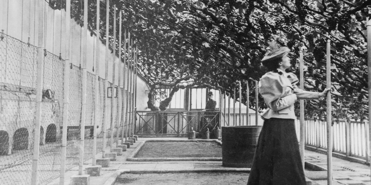 HRP_learning's tweet photo. Did you the know the grape vine at Hampton Court Palace was planted in 1768 and is the oldest in the world?

This photograph was taken in the late 19th century and shows two visitors inside the vine house. #tbt https://t.co/3lzL8wCZld