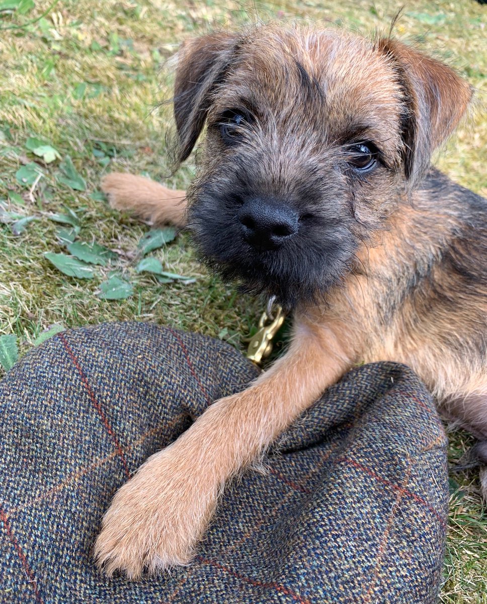 Come in &amp; say 'Hi' to our new Gallyons mascot! so very cute!