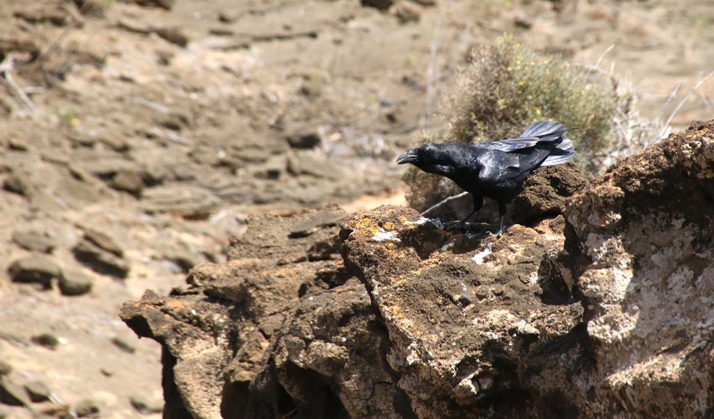 And of course the Ravens were very entertaining, always up to some mischief, always curious. If not harassing the falcons (which helps us to locate nest sites) they often stalked us as we climbed the steep slopes. Who's observing who in these pictures, you think?  #EF2019 [72/n]