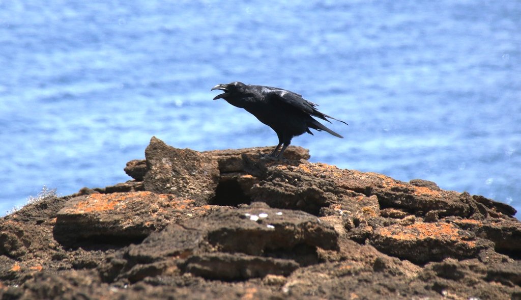 And of course the Ravens were very entertaining, always up to some mischief, always curious. If not harassing the falcons (which helps us to locate nest sites) they often stalked us as we climbed the steep slopes. Who's observing who in these pictures, you think?  #EF2019 [72/n]