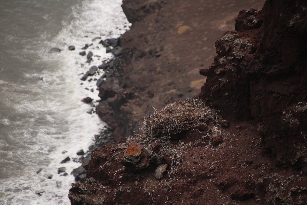 Ravens and Ospreys had finished breeding by the time we arrived. But we did see many nests on the steep cliffs around the island. I was never able to check the nests up close, but it seems that invasive Tabaco Moro (Nicotiana glauca) is a key building material.  #EF2019 [73/n]