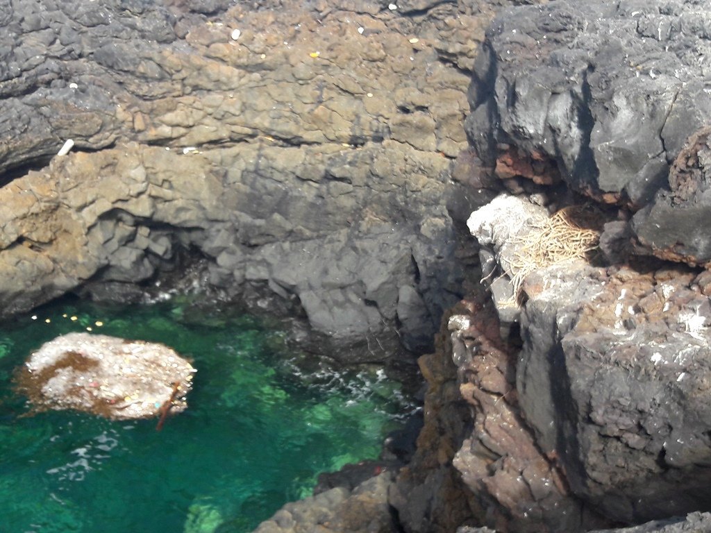 Ravens and Ospreys had finished breeding by the time we arrived. But we did see many nests on the steep cliffs around the island. I was never able to check the nests up close, but it seems that invasive Tabaco Moro (Nicotiana glauca) is a key building material.  #EF2019 [73/n]