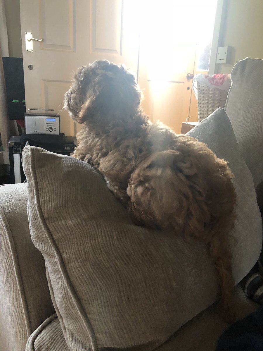 karenlambert01's tweet photo. Paolo contemplating whether he always makes the right choices or not...😏🐶 #paolothecockapoo #cockapoopuppy #contemplating @InspiralGraham https://t.co/TcvOOdSX99