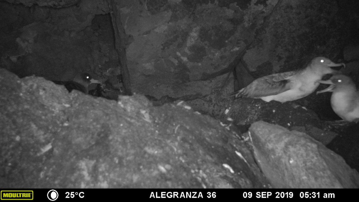 Sometimes shearwaters use the same cave as the falcons to breed. This can cause some problems as shearwaters can accidentally trample a falcon egg. On nest cam footage we have even seen overeager shearwaters incubating falcon eggs, much to the falcons´ chagrin.  #EF2019 [76/n]