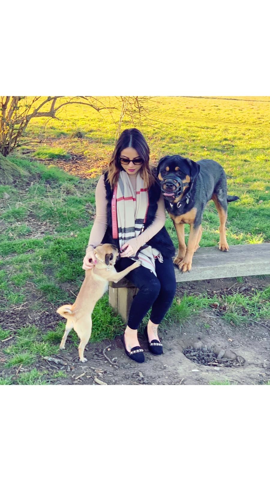 Dog Training College on Twitter: Dog Training College on Twitter: