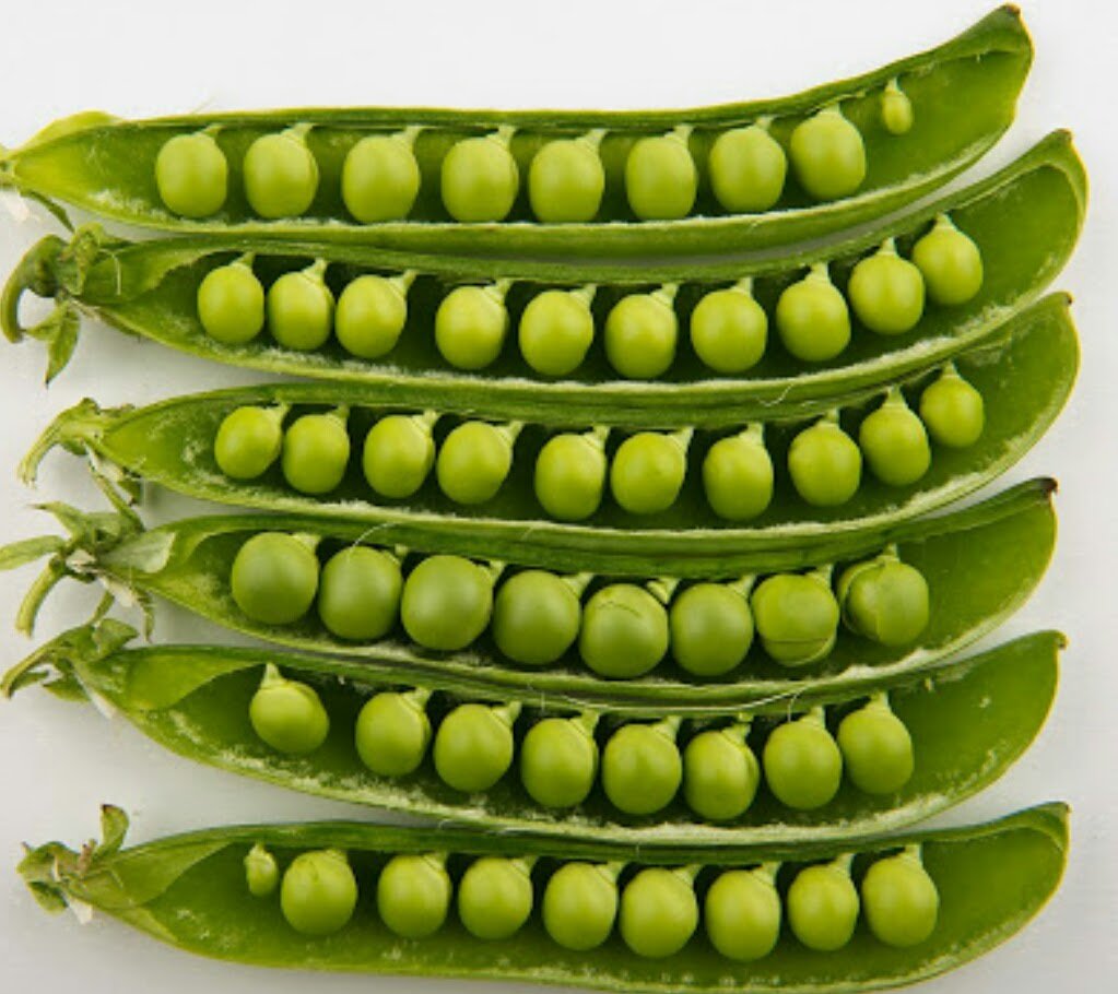 Green peas have high protein levels meaning that peas have more of a satisfying " fullness factor" than most vegetables, so they won't leave you hungry and eyeing up the first unhealthy snack that comes into view. Order summerwood from us now! commercial@instaveg.co.ke