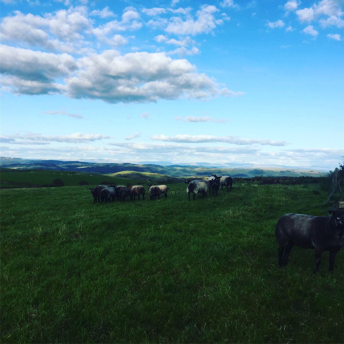 sheepfarmerjack's tweet photo. https://t.co/n5ewXwAItm