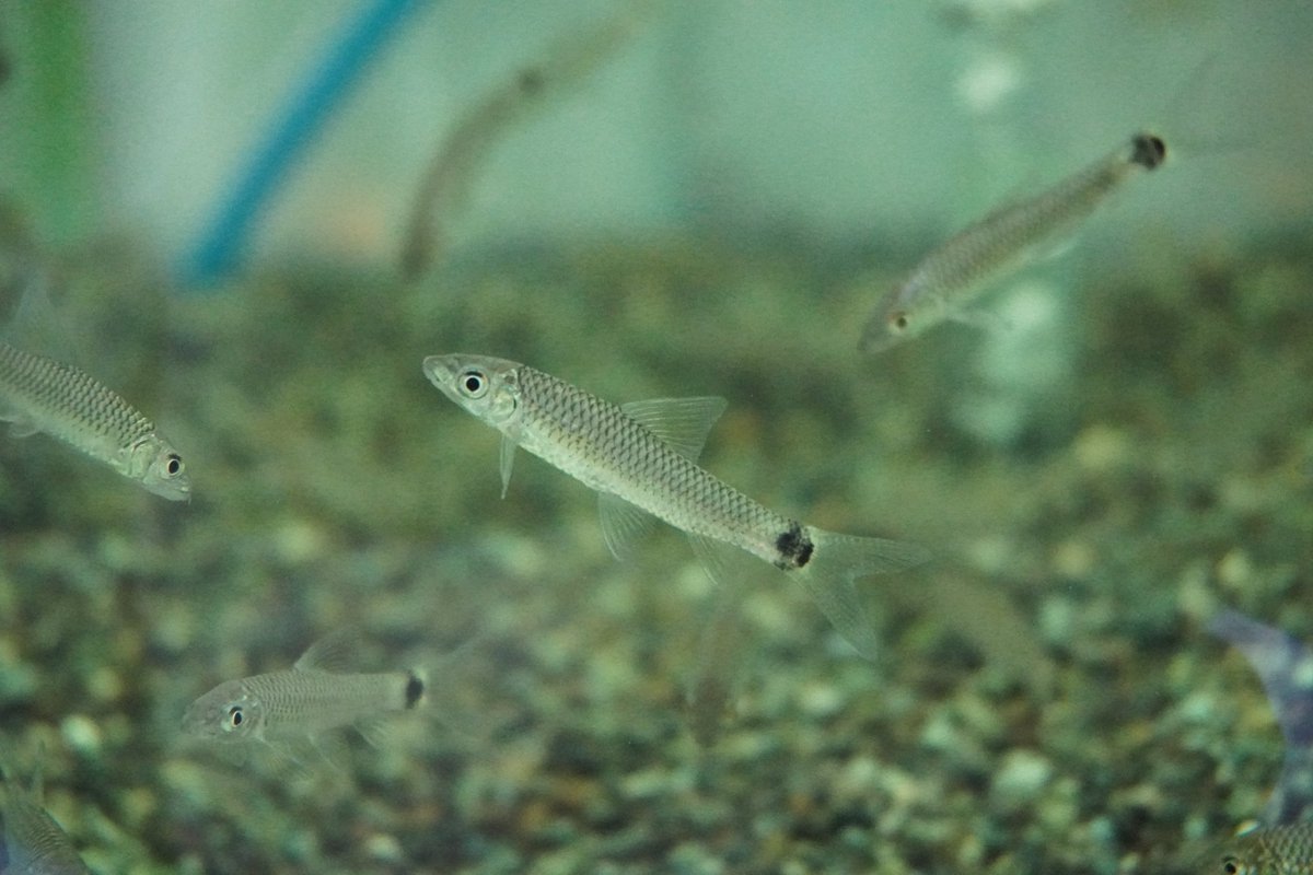 市ヶ谷フィッシュセンター 熱帯魚 در توییتر シルバーフライングフォックス 掃除魚の最終兵器 サイアミーズより高い能力があります ただ 縄張り意識が強く 大人しい種類はヒレがかじられることもあります シルバーフライングフォックス 熱帯魚 市ヶ谷フィッシュセンター 熱帯魚 در توییتر シルバーフライングフォックス 掃除魚の最終兵器 サイアミーズより高い能力があります ただ 縄張り意識が強く 大人しい種類はヒレがかじられることもあります シルバーフライングフォックス 熱帯魚