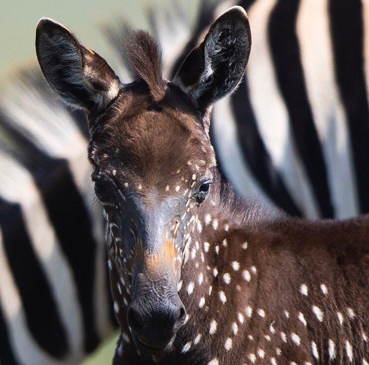 XposeTrophyHunt's tweet photo. A unique spotted zebra foal was first seen on the Maasai Mara Reserve Kenya, by a Maasai guide on the weekend. Named Tira, this zebra will be a star! A very unusual and completely beautiful genetic mutation! 
Photo credits: frankliuphotography photo 2&amp;3
RS Photography: photos 1&amp;4 https://t.co/yma71791kH