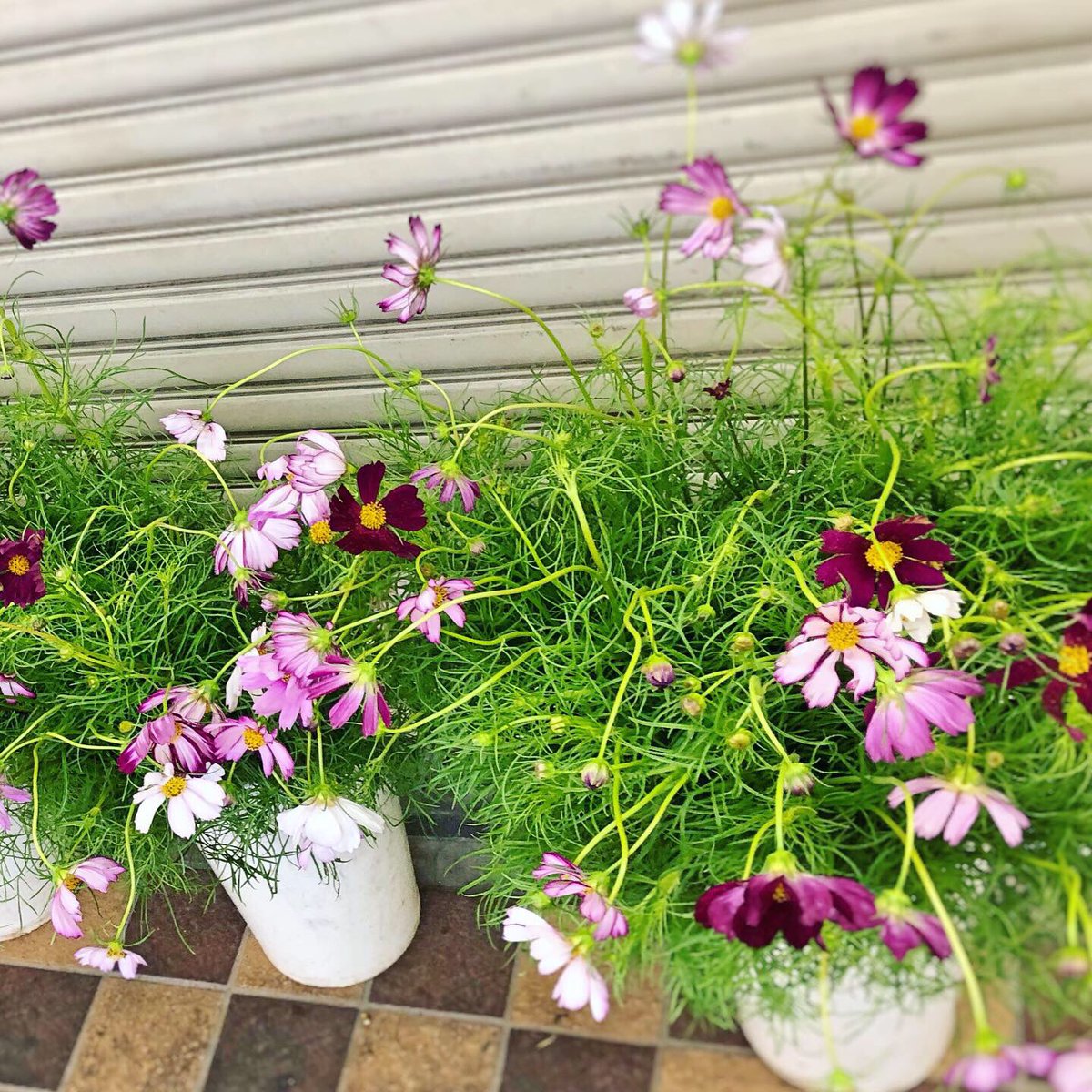 黒沢生花店 今年初のコスモスが入荷しました まだまだ暑いですが お花はすっかり秋ですね 尼崎市 立花駅 立花市場 花屋 黒沢生花店 切り花 生花 コスモス