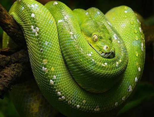 Nawaiwaqt_'s tweet photo. گرین ٹری پائتھن دنیا کا سب سے خوبصورت سانپ
https://t.co/1UxO5Adp3I
#GreenTreePython #BeautifulSnake #World https://t.co/xaN19TARGX