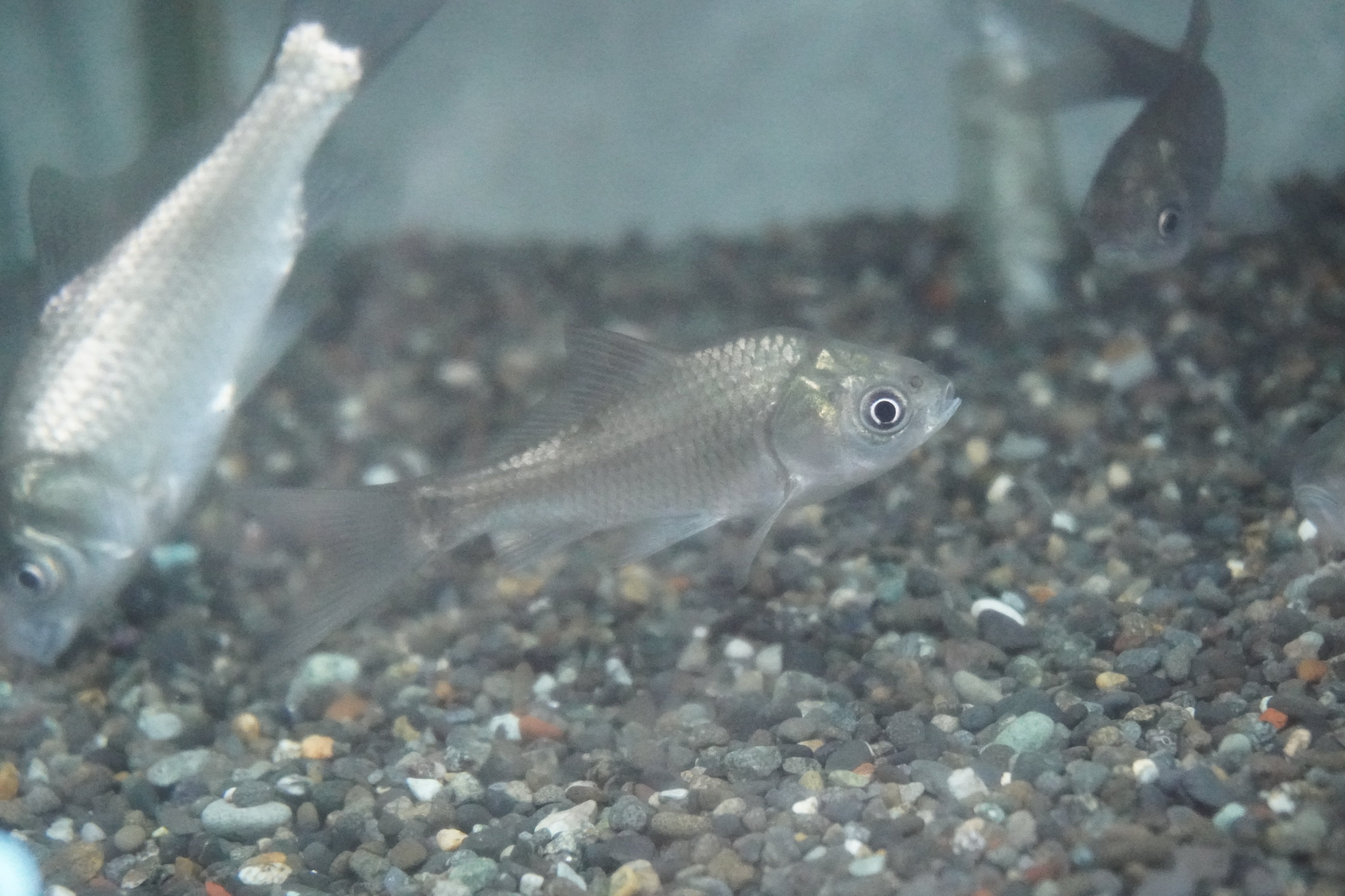 市ヶ谷フィッシュセンター 日淡 川魚 ヘラブナ 本来のゲンゴロウブナよりも 別名のヘラブナ のほうが有名です 釣りの対象としても飼育の対象としても 人気が高いです 川魚 ヘラブナ アクアリウム 市ヶ谷フィッシュセンター T Co