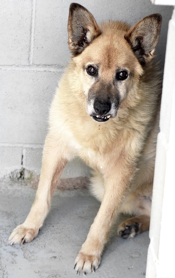 SosAbuelos1's tweet photo. SMART (11 AÑOS) BARCELONA
Soy viejo y no muy guapo. No pido mucho, sólo un espacio donde vivir con otros perros y donde mis miedos no sean una barrera para ser libre.
Sólo pido poder ser feliz !!
93.797.42.72 atencioanimals@ccmaresme.cat
https://t.co/y5swLeLIgm https://t.co/yED2lUOLz6
