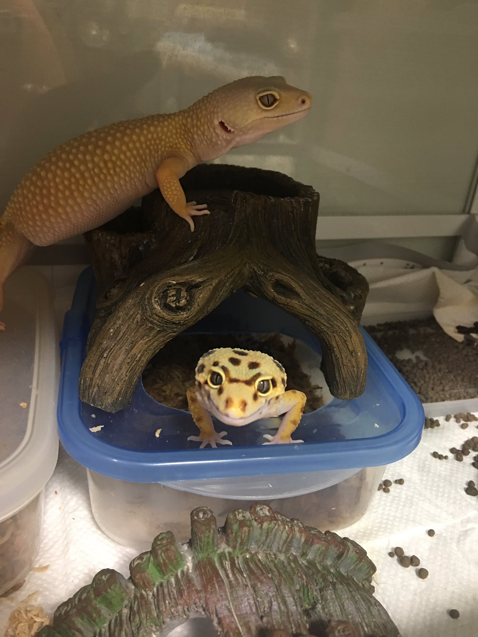 ももマロ Momo Pinktail Twitter