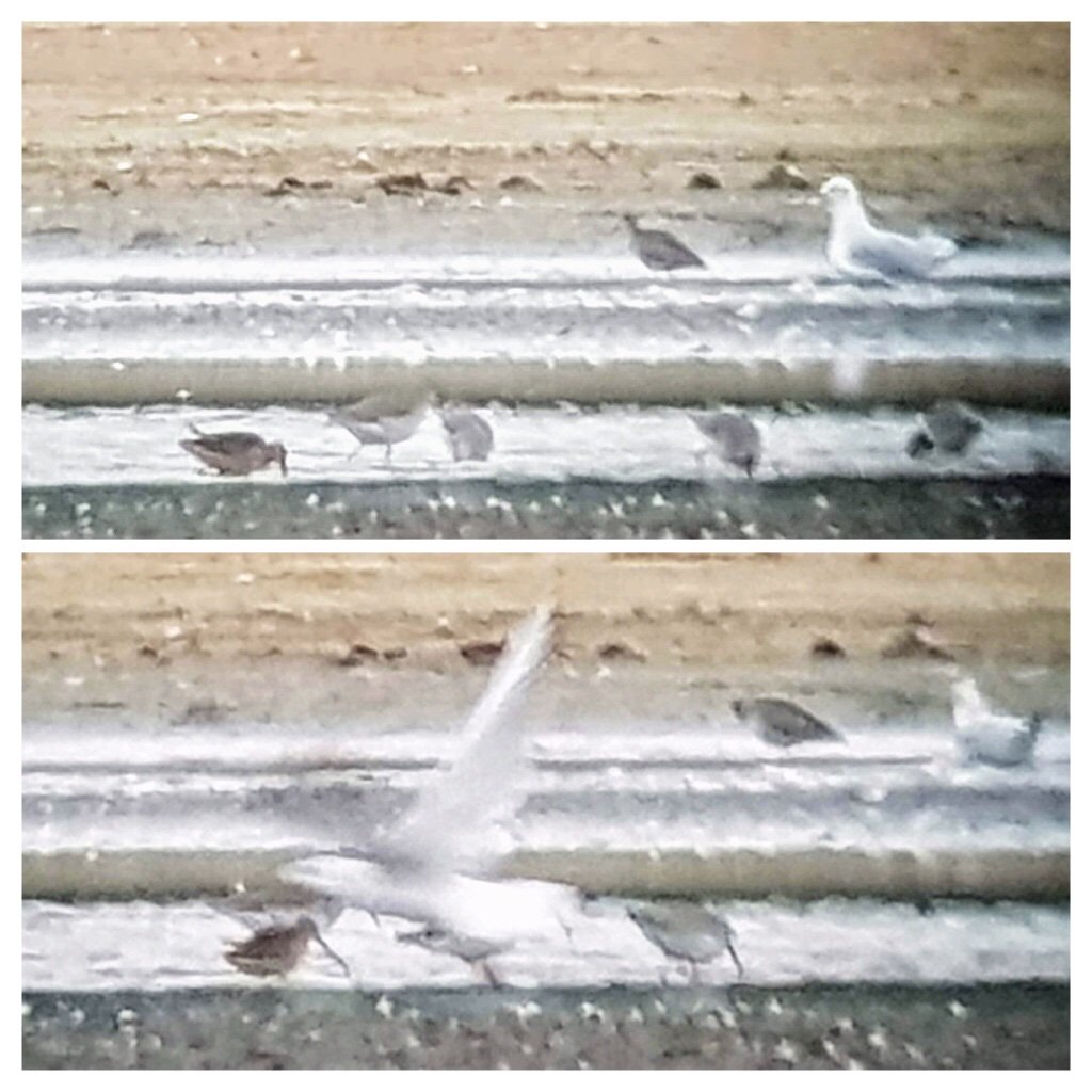 MEGA ! Third for Poland LONG-BILLED DOWITCHER in Radziądz, Barycz Valley since yesterday. Today still present.
<a href="/TarsigerTeam/">Tarsiger</a>