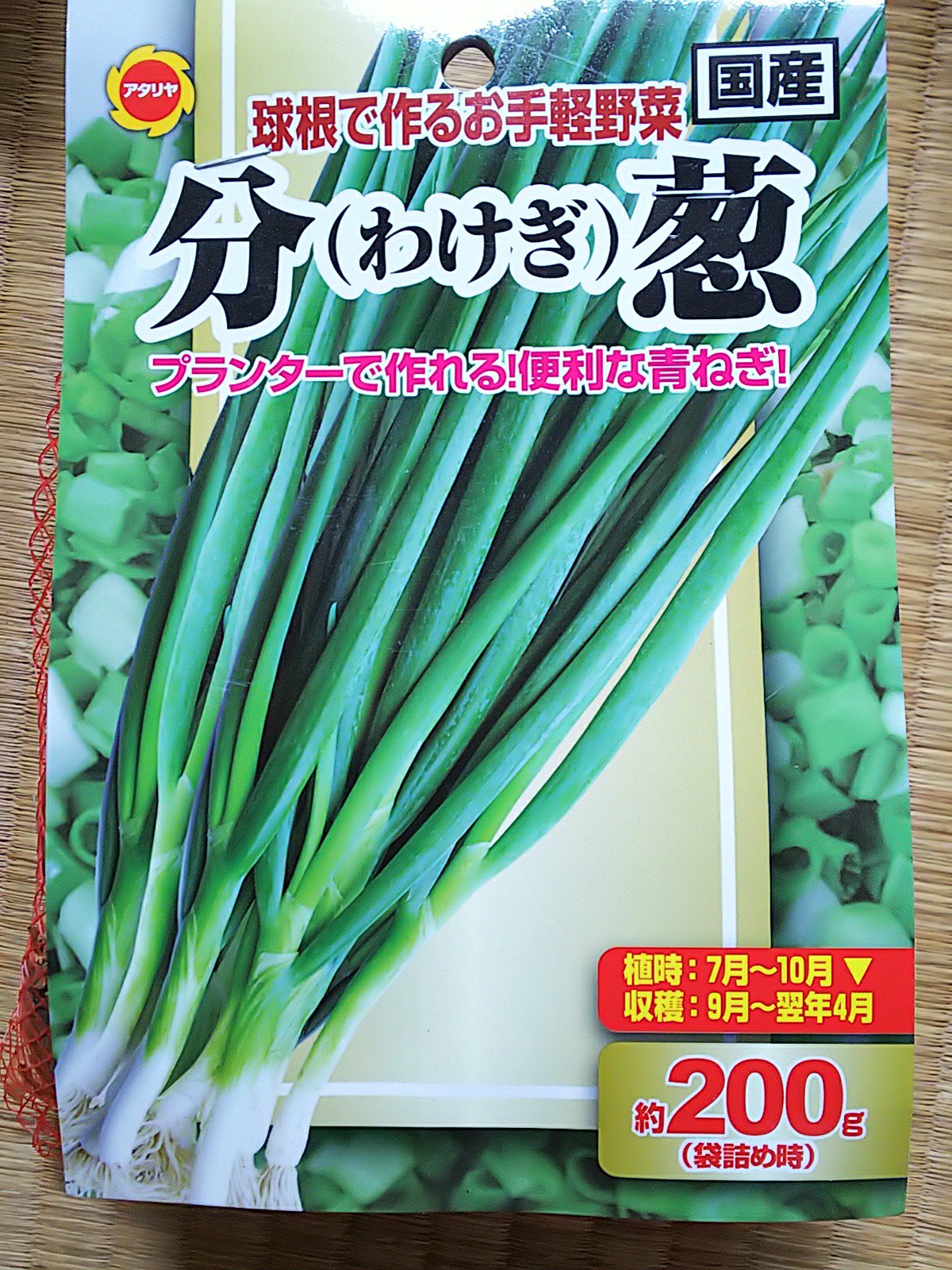 信州発 家庭菜園 Q S Natural Garden 昨日 わけぎ 植付けしました 昨年重宝しました 信州の冬もビニールかけると繰り返し栽培できます ワケギ アタリヤ 分葱 葉ネギ 小ネギ 万能ねぎ 綿半 家庭菜園 プランター栽培 T Co