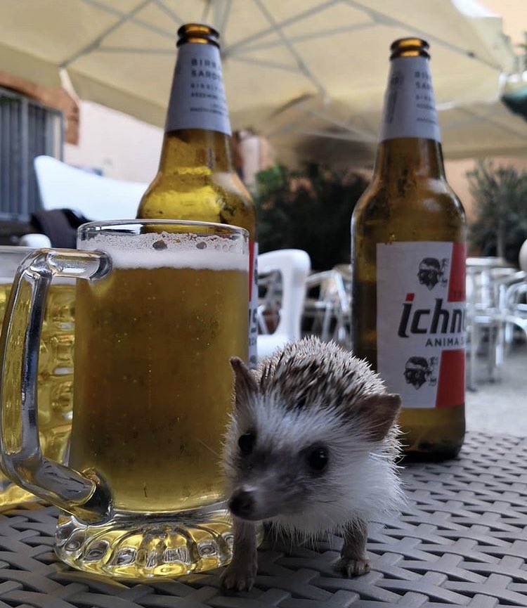 Ежик пьет. Еж лакает молоко. День пьяного ежика. Еж с пивом. Еж с бутылкой.