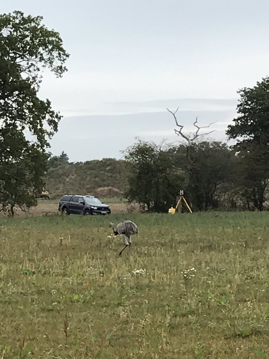 Interesting wildlife today...