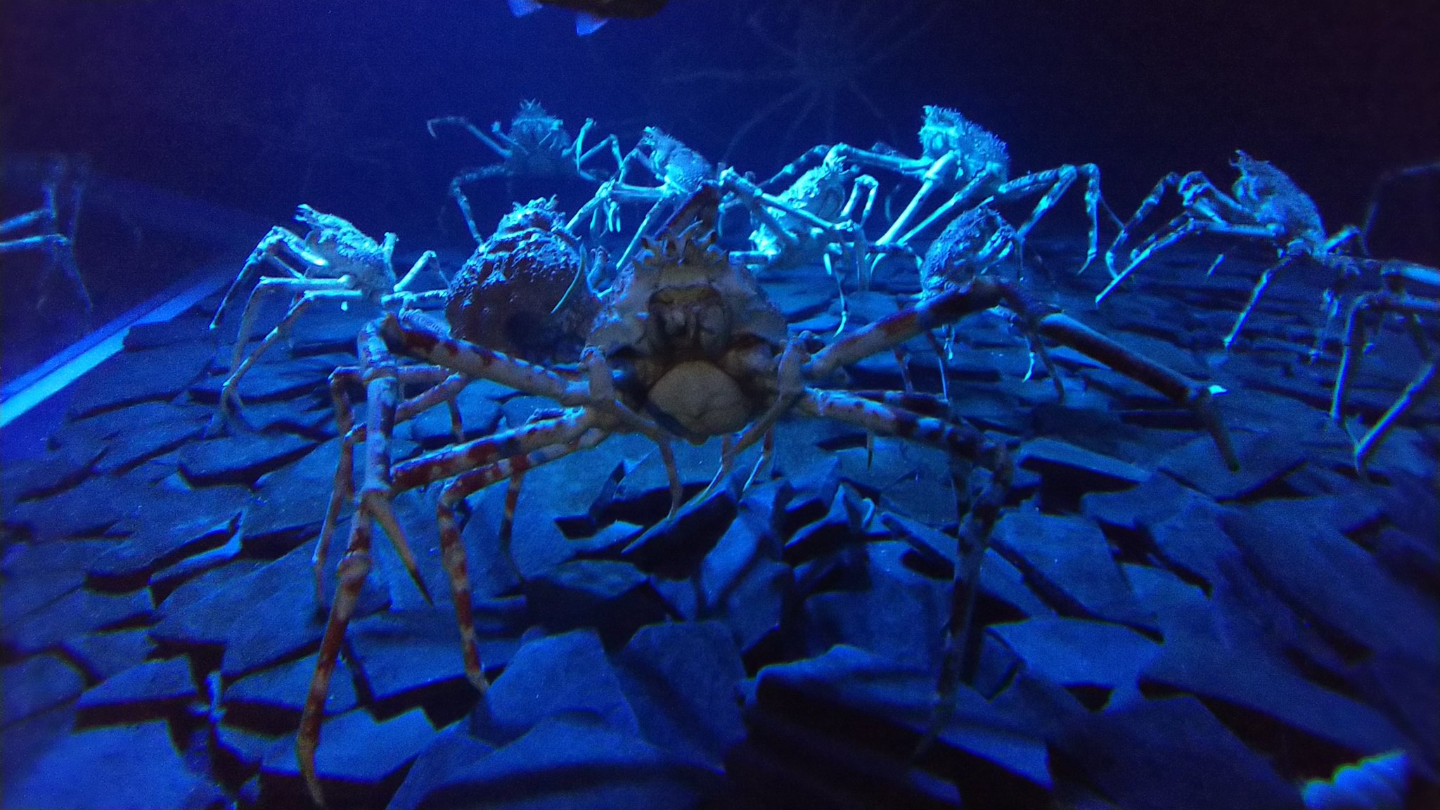 やまもり Quizknock 先日水族館でご対面したタカアシガニの大群様 一緒にいた友達が クモみたい って言うから クモガニ科だからね って返してしまった T Co 7peccqjaho Twitter