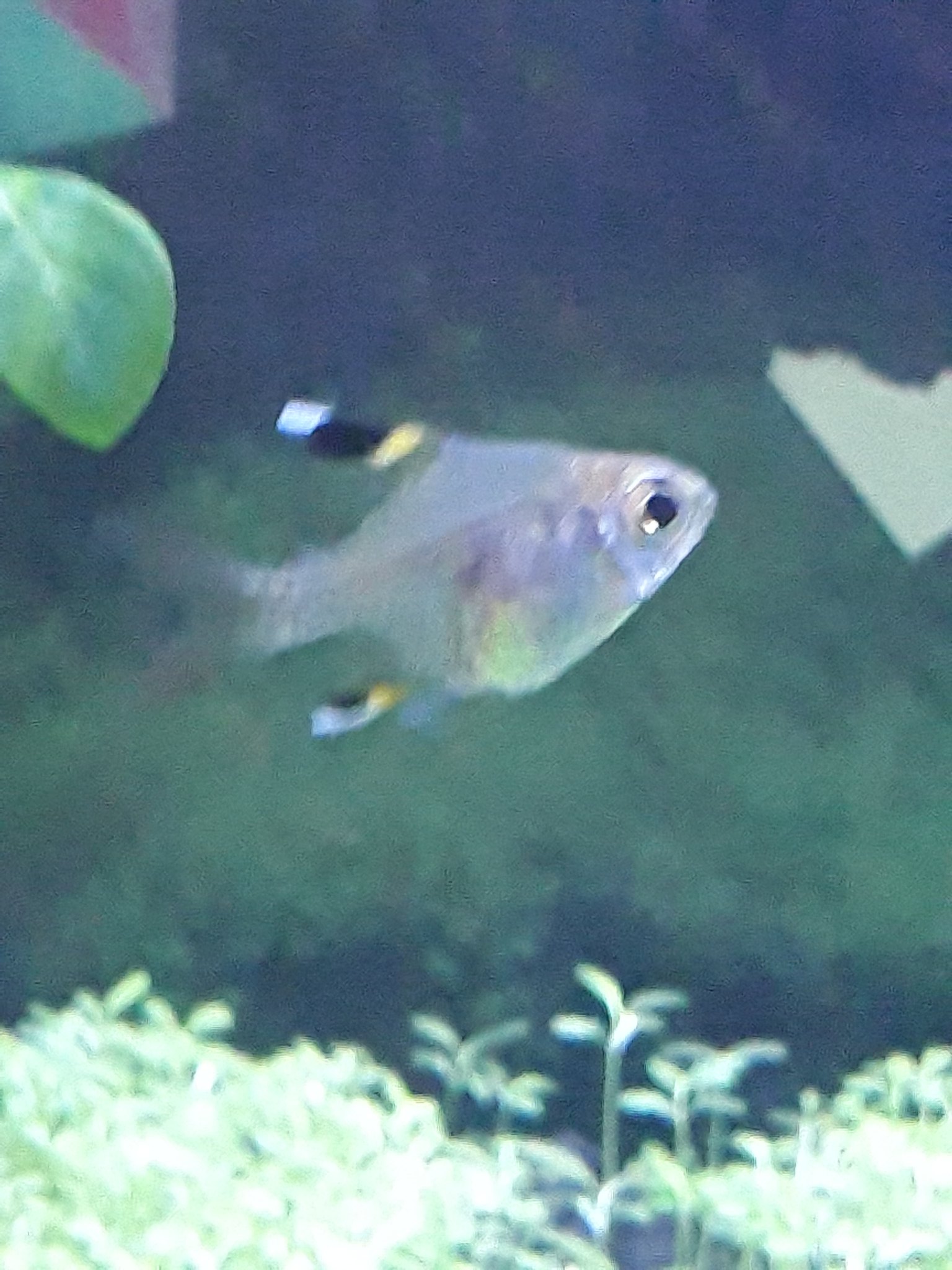 Mido 追加魚メモ バルーンプリステラ 店員さんの推しで飼ってみた いつも体の右上と左下を上から交互に誰かに押されてる様な 斜めにピコピコと傾く小刻みな泳ぎ方をする 案の定 写真はブレッブレ フレークを与えると底に 沈むまでに