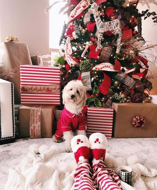 boohoo's tweet photo. It's officially 100 days until Christmas!! 🎅🎅 @ someone who's counting down the days!🎄🎄☃🎅🎅 #Christmas #100daystochristmas 

Credit: https://t.co/mXU2Q5pzHv
https://t.co/dmmOOKueC7
https://t.co/k7Ujo8FAOt https://t.co/wY7QDIeucU