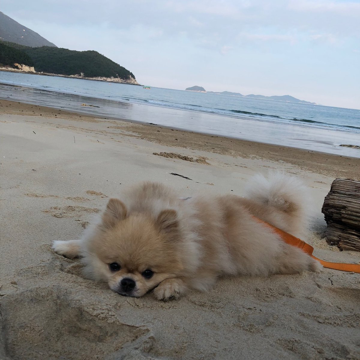 바다모래색 꼬막 찾기