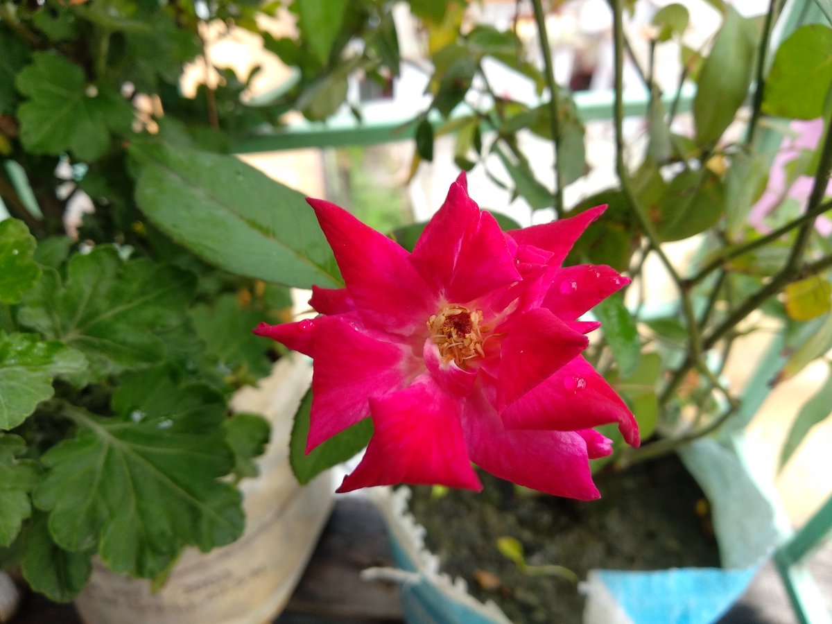 FoodFantasy3's tweet image. 