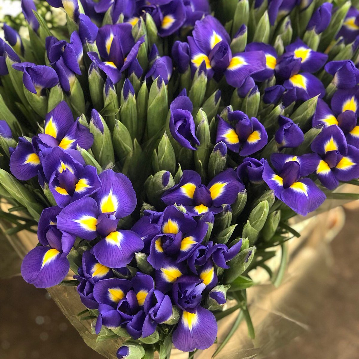 DutchFlowerAD's tweet photo. Beautiful iris, fantastic for giving your arrangements some pops of colour! 💜 https://t.co/IeHg7R5aPr