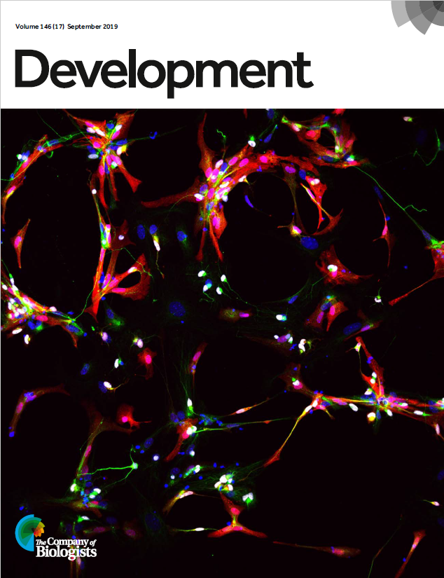 Our 17th issue of the year is now complete!
The cover shows microRNA-reprogrammed mouse Muller glia, from <a href="/WohlStefanie/">Stefanie Wohl</a> &amp; colleagues
dev.biologists.org/content/146/17…
