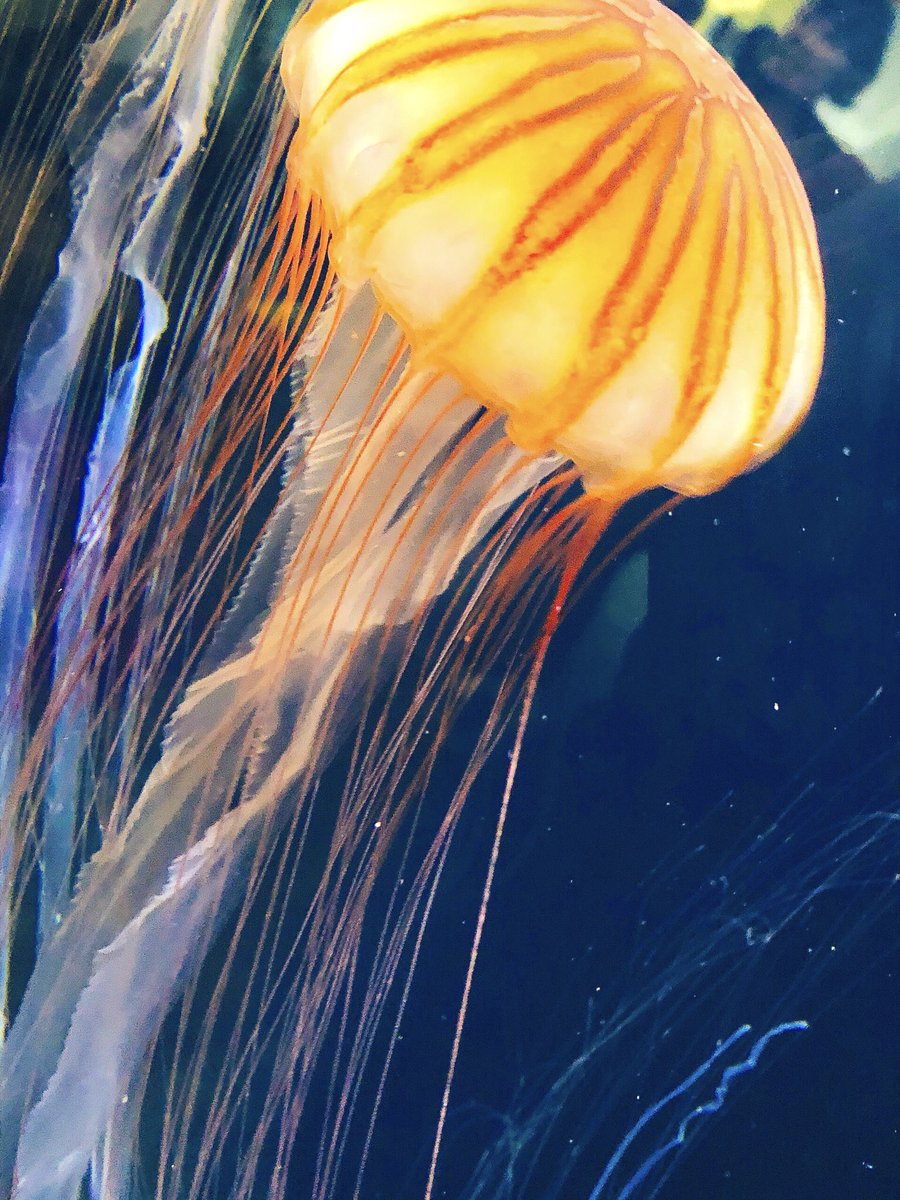 みななわ 久々にゆっくりできたお休み 葛西臨海水族園に行ってペンギンを見たり くらげを見たり 河童水槽見てきましたでやんす 8 葛西臨海水族園 河童を飼ウの法 みななわ 久々にゆっくりできたお休み 葛西臨海水族園に行ってペンギンを見たり くらげを見たり 河童水槽見てきましたでやんす 8 葛西臨海水族園 河童を飼ウの法