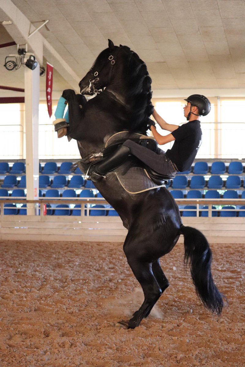sonmartorellet's tweet photo. #lunes , #Miercoles y #Viernes entrenamientos de nuestros #caballos, a partir de las 17:00h hasta las 19:00h.

#Monday , #wednesday and #Friday training of our #horses starting at 5PM till 7PM.

#ComeVisit #Menorca #MustSee #SonMartorellet #CABALLO #hardworkpaysoff #teamwork https://t.co/xvMa5dEcWJ