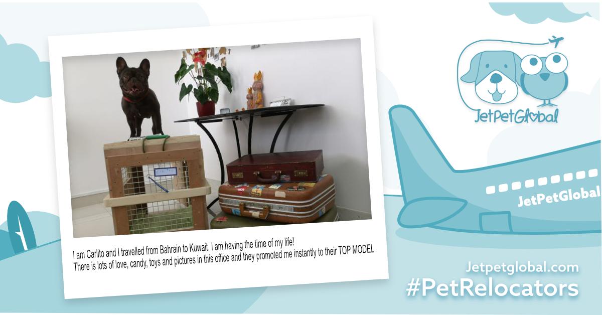 JetPetGlobal1's tweet photo. I am Carlito and I travelled from #Bahrain to #Kuwait. I am having the time of my life! There is lots of love, candy, toys and pictures in this office and they promoted me instantly to their #TOPMODEL for their very own well ventilated wooden crate for all #snubnosedbreed like me https://t.co/2xw5rFYO9U