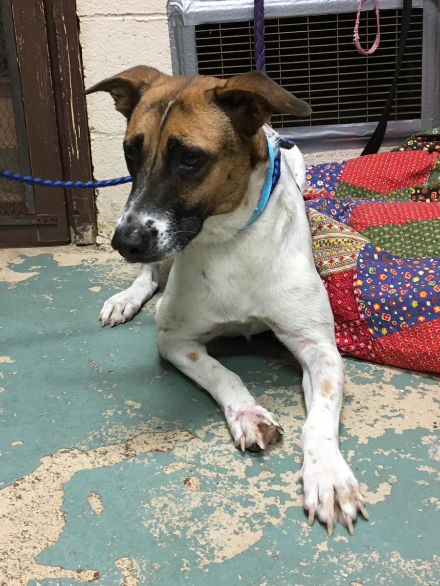 KentAnimal's tweet image. Storm-ravaged Bahamas rescues arrive @KentAnimal Shelter! "No Place Like Home" Party info #hurricanedorian #bahamas #animalrescue #longisland #northforkli #noplacelikehome #adoptdontshop conta.cc/30ay7IE