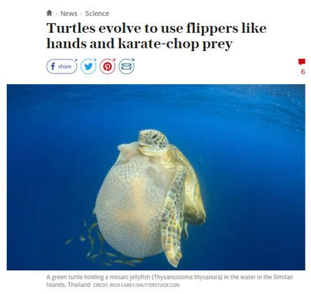 lee_allred's tweet image. But, Lee -- what actual harm can turtles do to us? Plenty! Just ask Mr. Miyagi! And thanks to #ZenosParadox, our armed forces can never catch up to them!
#WaxOn #WaxOff 
#KarateChop! #JudoChop! #TurtleChop! 
#TurtleConspiracy 
#TurtlesAllTheWayDown