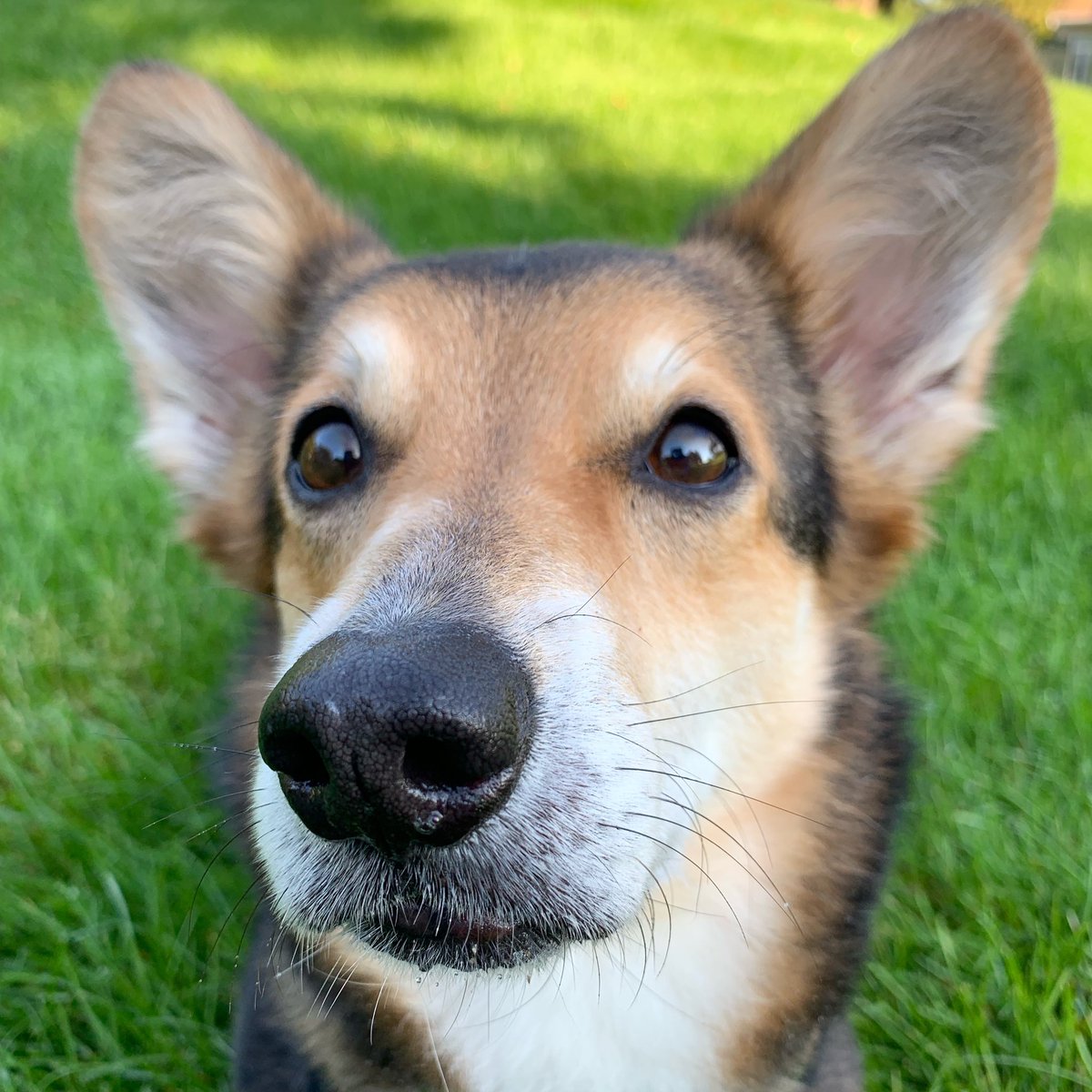 TeamCorgiBrand's tweet photo. Monday morning boop from Mack
#TeamCorgi #MackMonday #Boop #CorgiBoop #CorgiNation #Corgis https://t.co/zlJ9mTQy7F