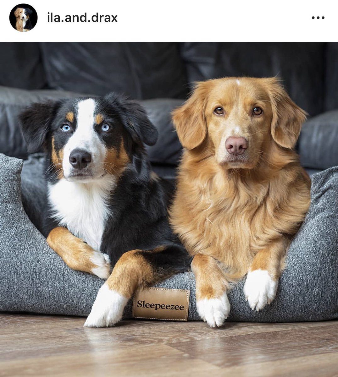 Joii Please Say Hello To Ila The Nova Scotia Duck Tolling Retriever And Drax The Miniature American Shepard These Lovely Pups Have A Passion For Adventure They Certainly Know